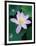 Lotus Flower-null-Framed Photographic Print