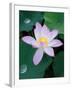 Lotus Flower-null-Framed Photographic Print