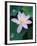 Lotus Flower-null-Framed Photographic Print