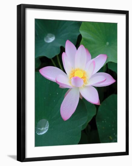 Lotus Flower-null-Framed Photographic Print