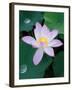 Lotus Flower-null-Framed Photographic Print