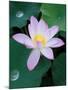 Lotus Flower-null-Mounted Photographic Print