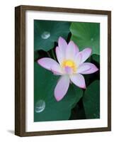 Lotus Flower-null-Framed Photographic Print