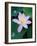 Lotus Flower-null-Framed Photographic Print