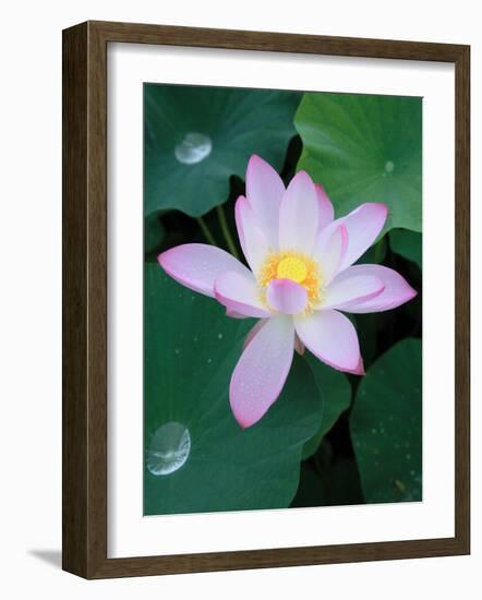 Lotus Flower-null-Framed Photographic Print