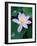 Lotus Flower-null-Framed Photographic Print