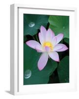 Lotus Flower-null-Framed Photographic Print