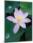 Lotus Flower-null-Mounted Photographic Print