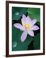 Lotus Flower-null-Framed Photographic Print