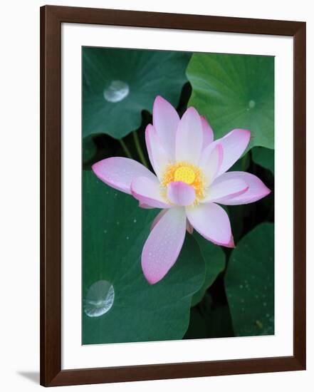 Lotus Flower-null-Framed Photographic Print