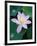 Lotus Flower-null-Framed Photographic Print