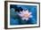 Lotus Flower-Wu Kailiang-Framed Photographic Print