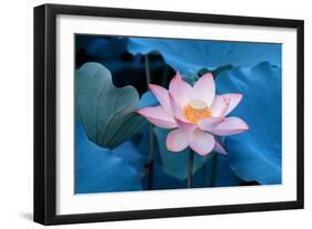 Lotus Flower-Wu Kailiang-Framed Photographic Print