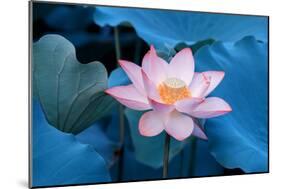 Lotus Flower-Wu Kailiang-Mounted Photographic Print