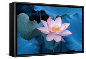 Lotus Flower-Wu Kailiang-Framed Stretched Canvas