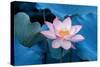 Lotus Flower-Wu Kailiang-Stretched Canvas