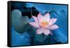 Lotus Flower-Wu Kailiang-Framed Stretched Canvas