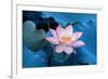 Lotus Flower-Wu Kailiang-Framed Photographic Print