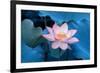 Lotus Flower-Wu Kailiang-Framed Photographic Print