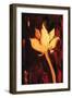 Lotus Flower-Rabi Khan-Framed Art Print