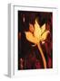 Lotus Flower-Rabi Khan-Framed Art Print