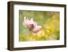 Lotus Flowers in Garden under Sunlight-elwynn-Framed Premium Photographic Print