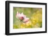 Lotus Flowers in Garden under Sunlight-elwynn-Framed Premium Photographic Print