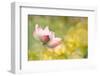 Lotus Flowers in Garden under Sunlight-elwynn-Framed Premium Photographic Print