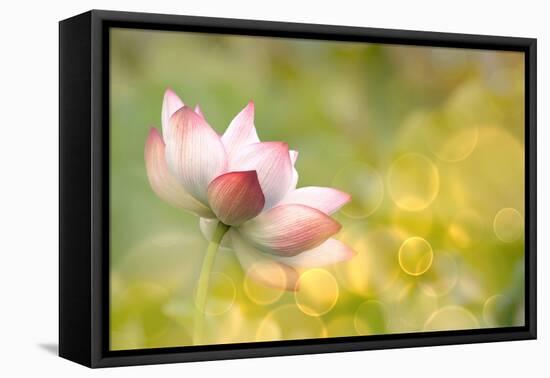 Lotus Flowers in Garden under Sunlight-elwynn-Framed Stretched Canvas