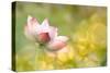 Lotus Flowers in Garden under Sunlight-elwynn-Stretched Canvas