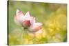 Lotus Flowers in Garden under Sunlight-elwynn-Stretched Canvas