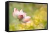 Lotus Flowers in Garden under Sunlight-elwynn-Framed Stretched Canvas