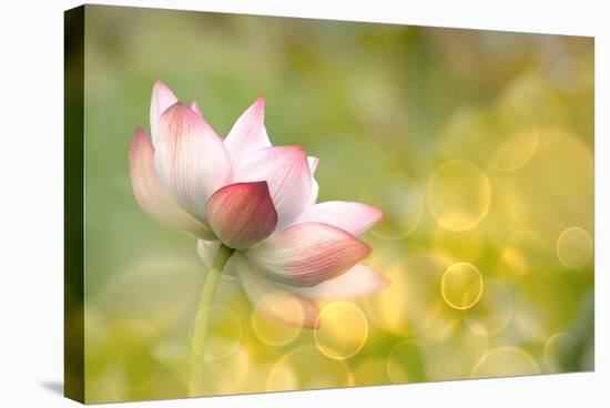 Lotus Flowers in Garden under Sunlight-elwynn-Stretched Canvas