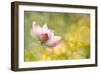 Lotus Flowers in Garden under Sunlight-elwynn-Framed Photographic Print