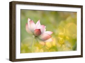 Lotus Flowers in Garden under Sunlight-elwynn-Framed Photographic Print