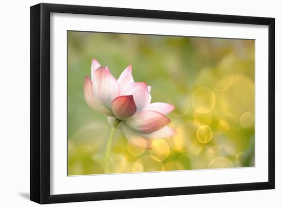 Lotus Flowers in Garden under Sunlight-elwynn-Framed Photographic Print