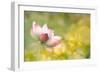 Lotus Flowers in Garden under Sunlight-elwynn-Framed Photographic Print