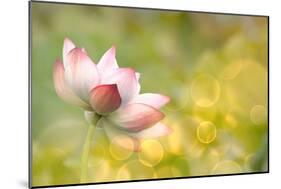 Lotus Flowers in Garden under Sunlight-elwynn-Mounted Photographic Print