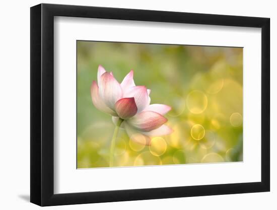 Lotus Flowers in Garden under Sunlight-elwynn-Framed Photographic Print