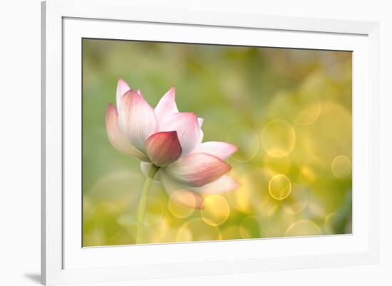 Lotus Flowers in Garden under Sunlight-elwynn-Framed Photographic Print