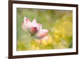 Lotus Flowers in Garden under Sunlight-elwynn-Framed Photographic Print