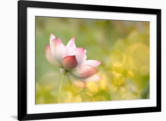 Lotus Flowers in Garden under Sunlight-elwynn-Framed Photographic Print