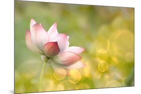 Lotus Flowers in Garden under Sunlight-elwynn-Mounted Photographic Print