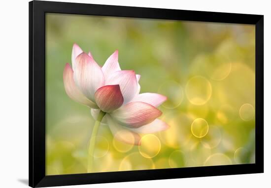 Lotus Flowers in Garden under Sunlight-elwynn-Framed Photographic Print