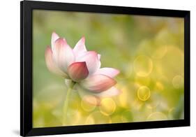 Lotus Flowers in Garden under Sunlight-elwynn-Framed Photographic Print