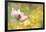 Lotus Flowers in Garden under Sunlight-elwynn-Framed Photographic Print