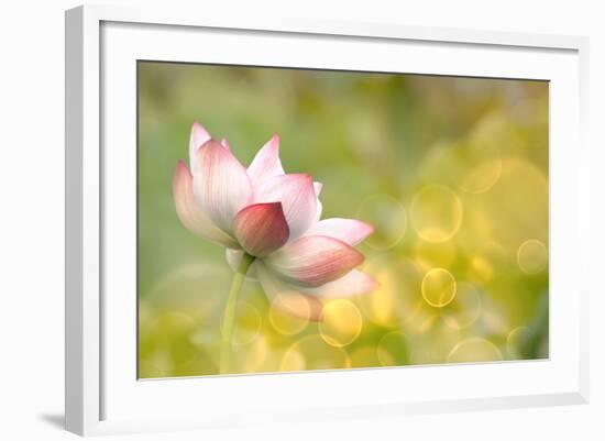 Lotus Flowers in Garden under Sunlight-elwynn-Framed Photographic Print