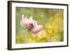 Lotus Flowers in Garden under Sunlight-elwynn-Framed Photographic Print