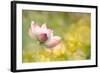 Lotus Flowers in Garden under Sunlight-elwynn-Framed Photographic Print