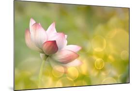 Lotus Flowers in Garden under Sunlight-elwynn-Mounted Photographic Print